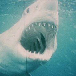 Der Weisse Hai (1975) -Blu-ray 2016 Sales Store 10308797 12 92