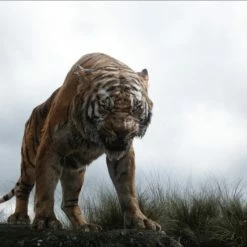 The Jungle Book (2016) 17 The Jungle Book (2016) -Blu-ray 2016 Sales Store 10363700 8 92