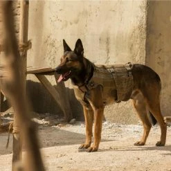 Max - Bester Freund. Held. Retter. (2015) -Blu-ray 2016 Sales Store 15105293 11 92