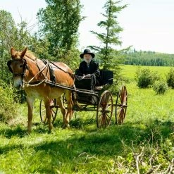 Forsaken (2015) -Blu-ray 2016 Sales Store 15118630 8 92