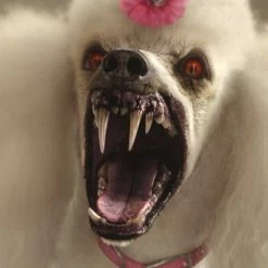 Gänsehaut (2015) (Blu-ray 3D + Blu-ray) -Blu-ray 2016 Sales Store 15298090 11 92