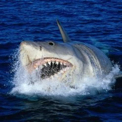 Der Weisse Hai 4 - Die Abrechnung (1987) 25 Der Weisse Hai 4 - Die Abrechnung (1987) -Blu-ray 2016 Sales Store 15380202 12 92