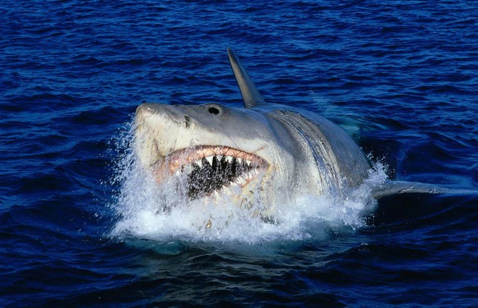 Der Weisse Hai 4 - Die Abrechnung (1987) 14 Der Weisse Hai 4 - Die Abrechnung (1987) – Image 12